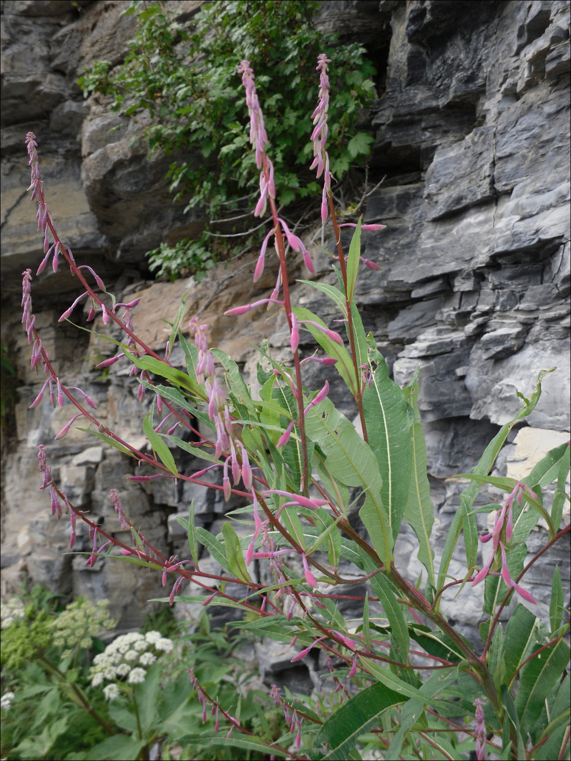 Glacier National Park-Views from west of Logans Pass on Going to the Sun Road. (Fireweed)